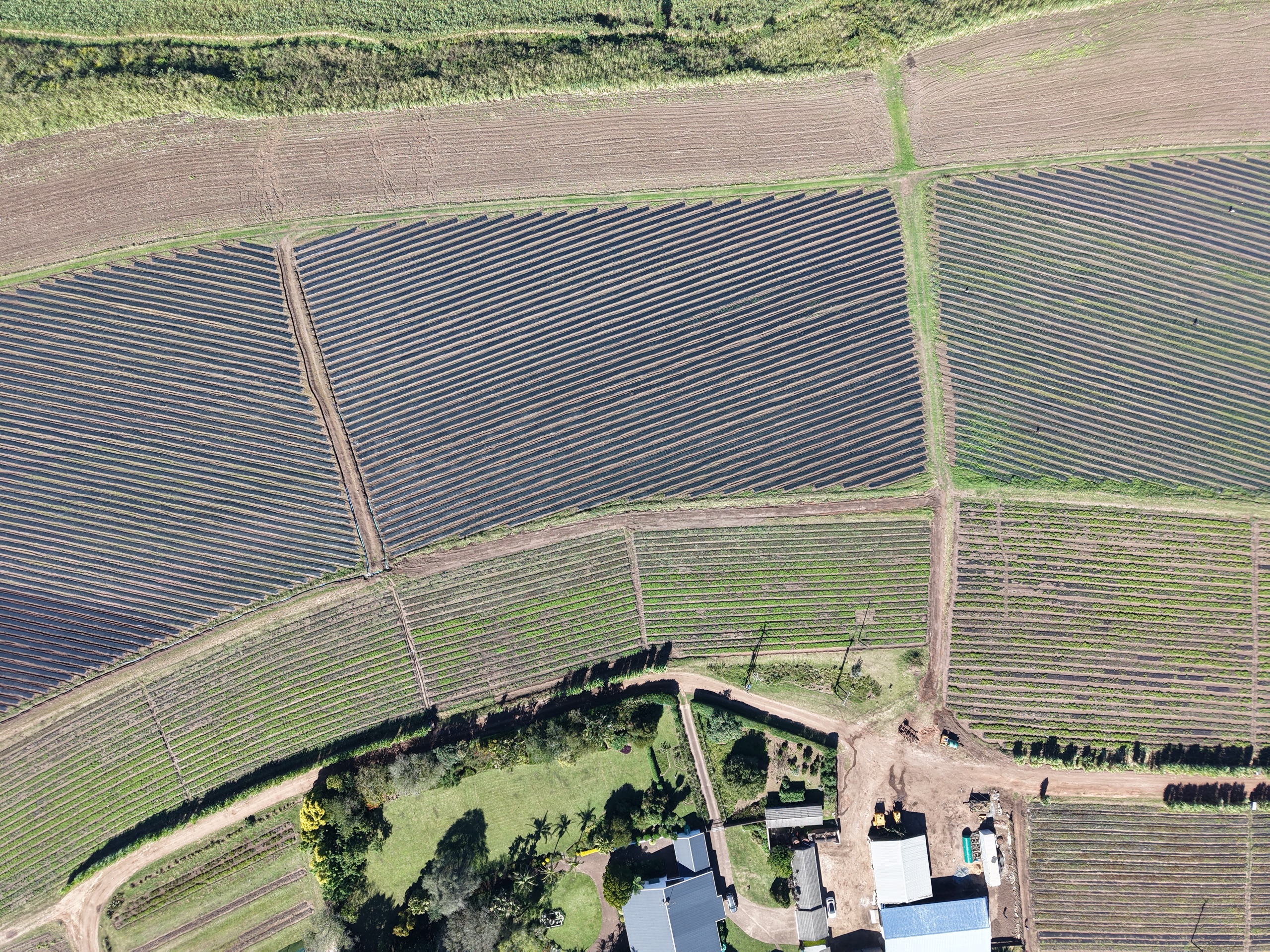 Aerial view of the Wostevia homestead surrounded by planted stevia fields