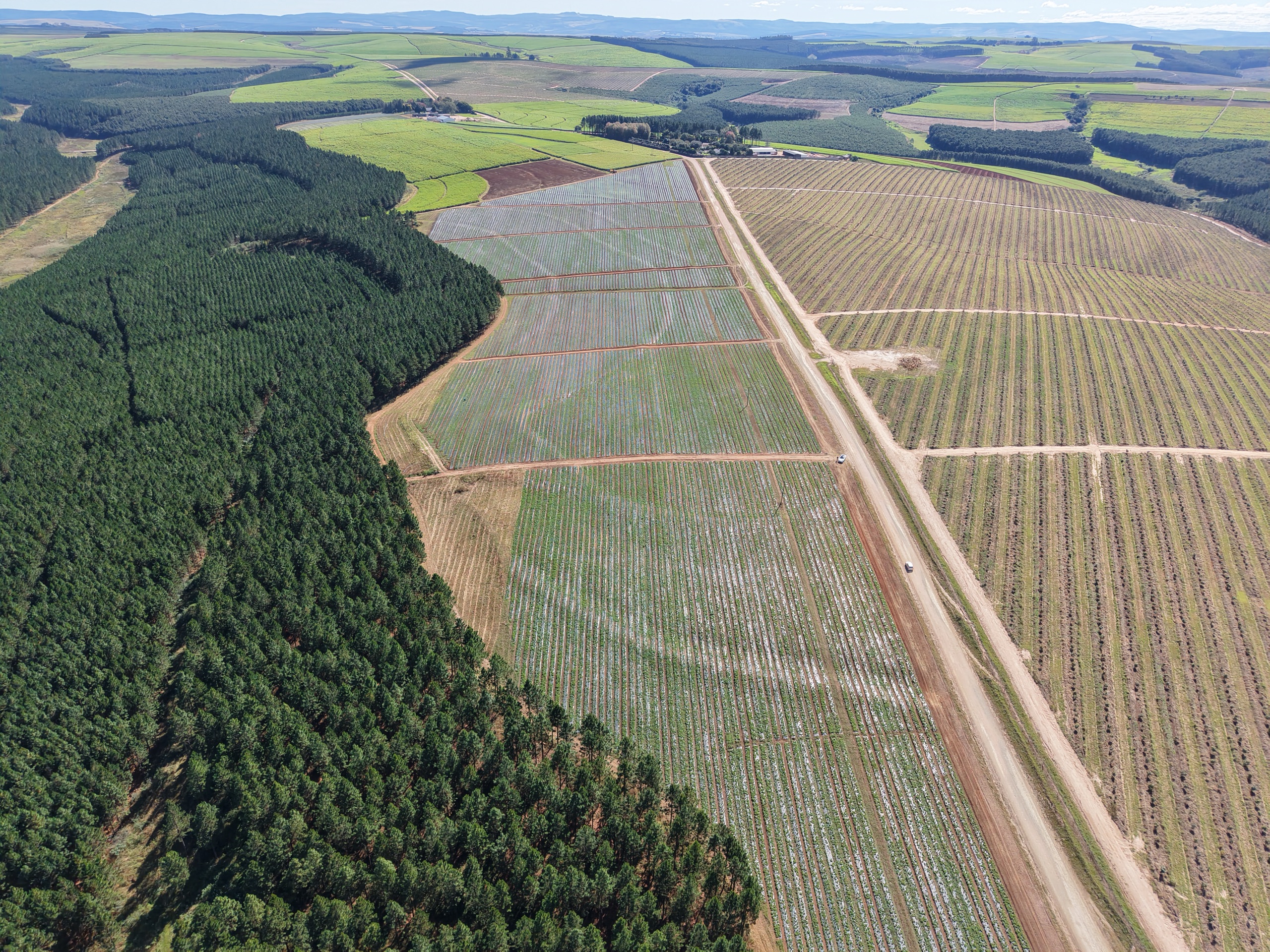 Stevia fields bordered by a mature pine plantation