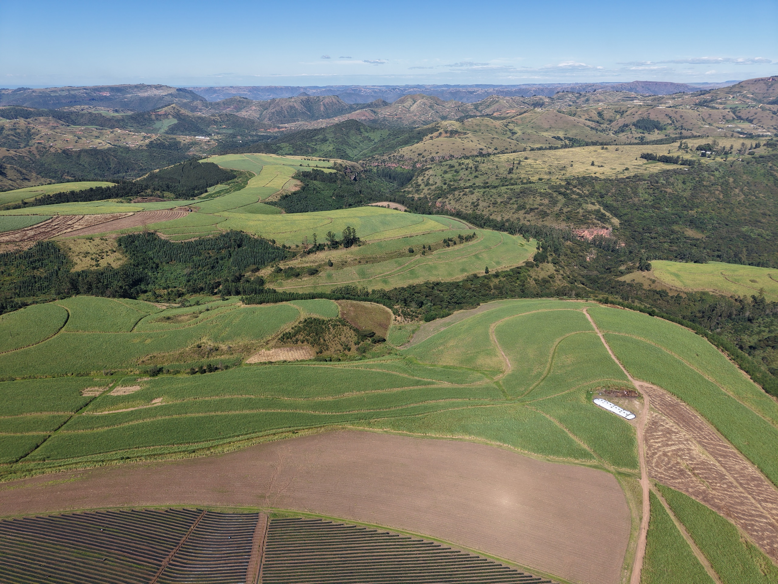 Stevia plantations stretching toward distant hills