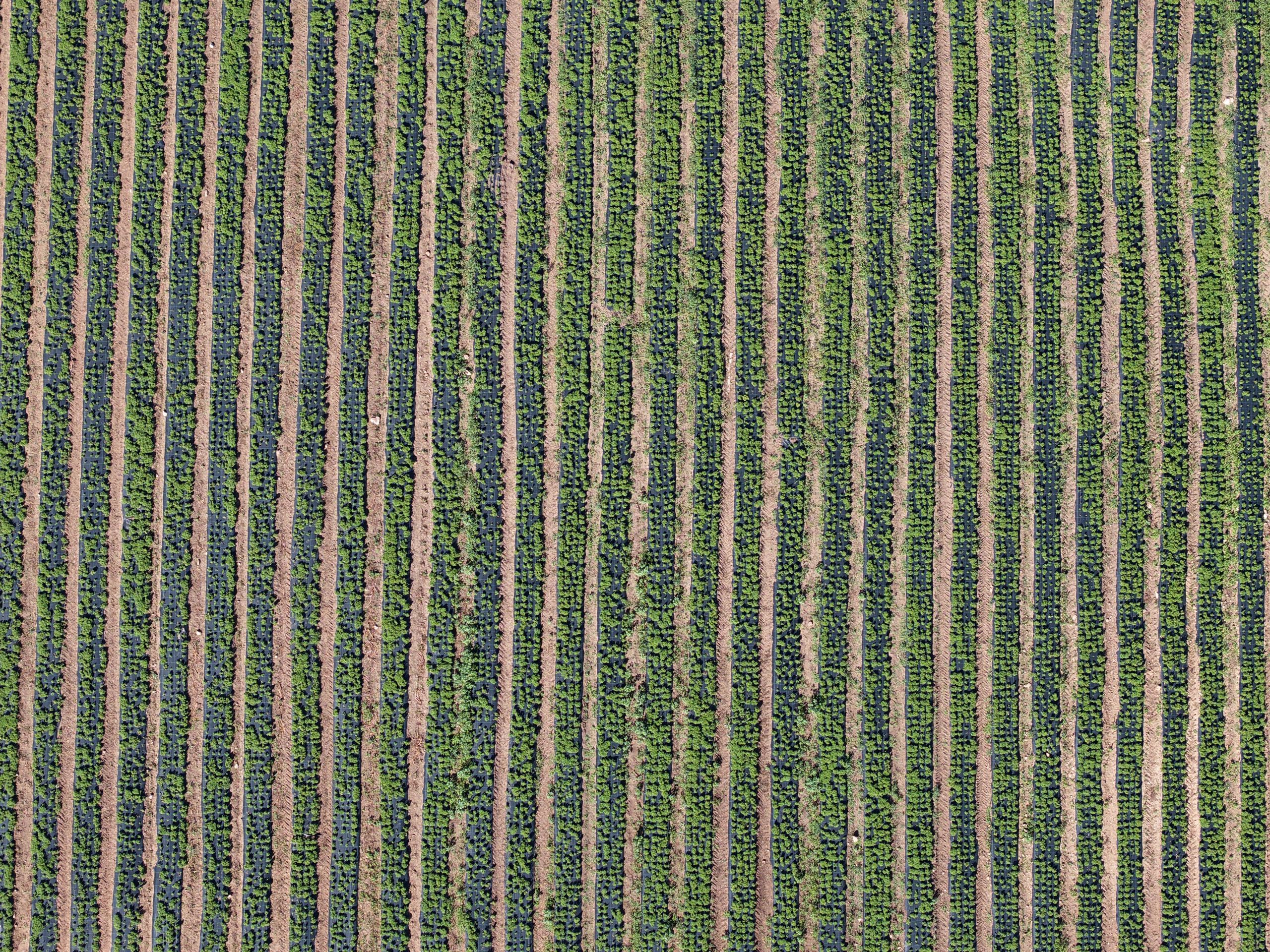 Top-down aerial showing the geometry of stevia rows under mulch film