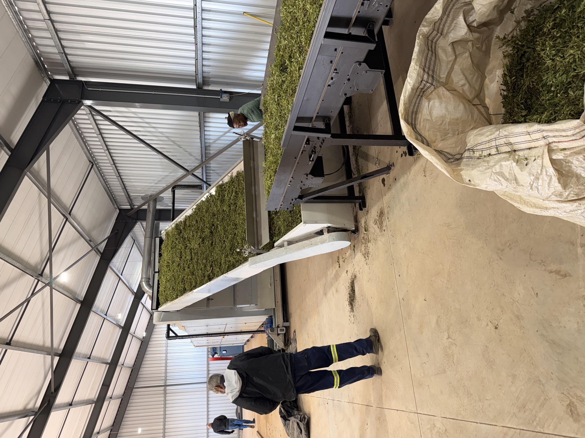 Worker loading stevia leaf onto the production line