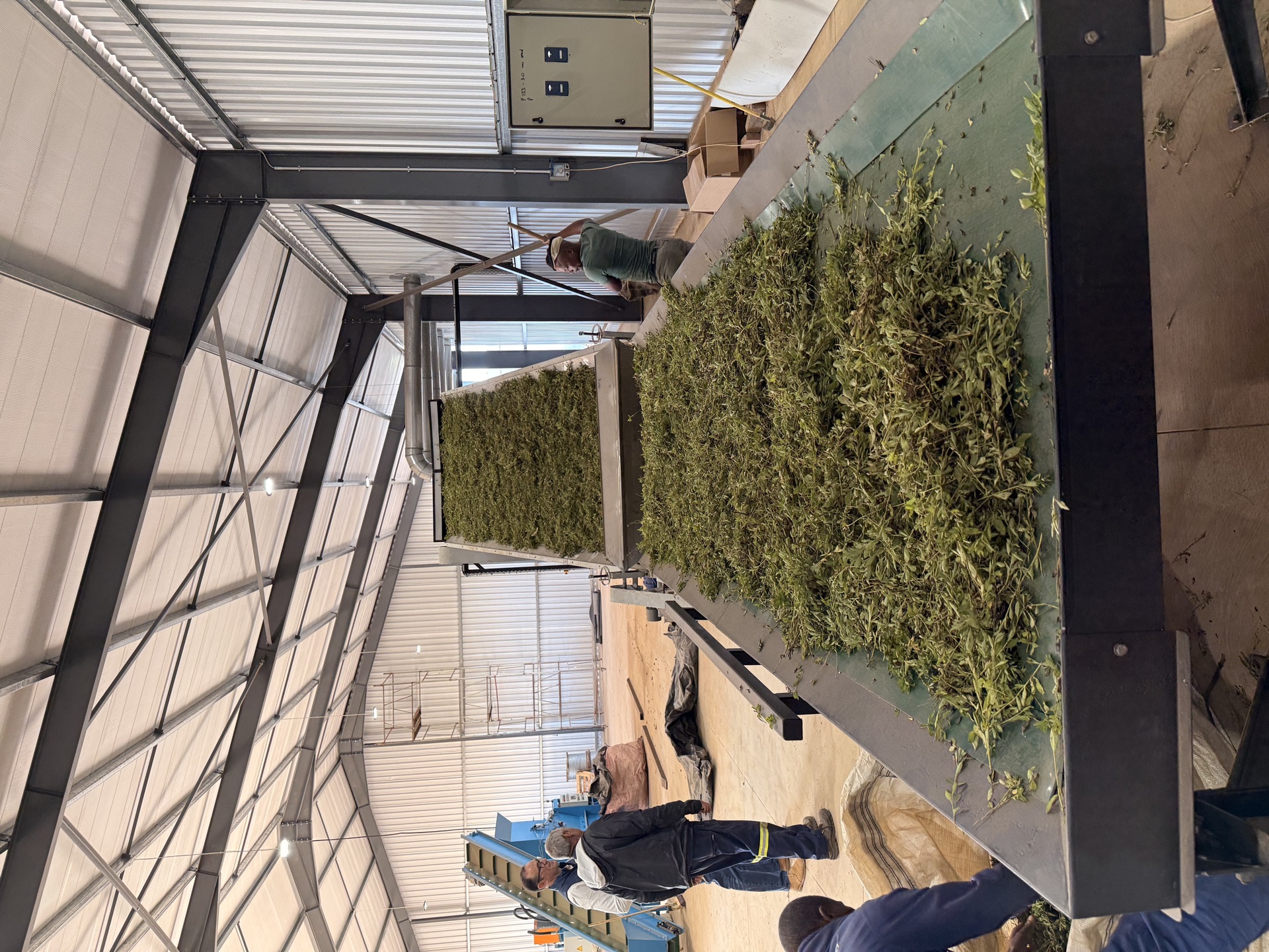 Workers feeding freshly harvested stevia leaves onto the conveyor at the Wostevia processing facility