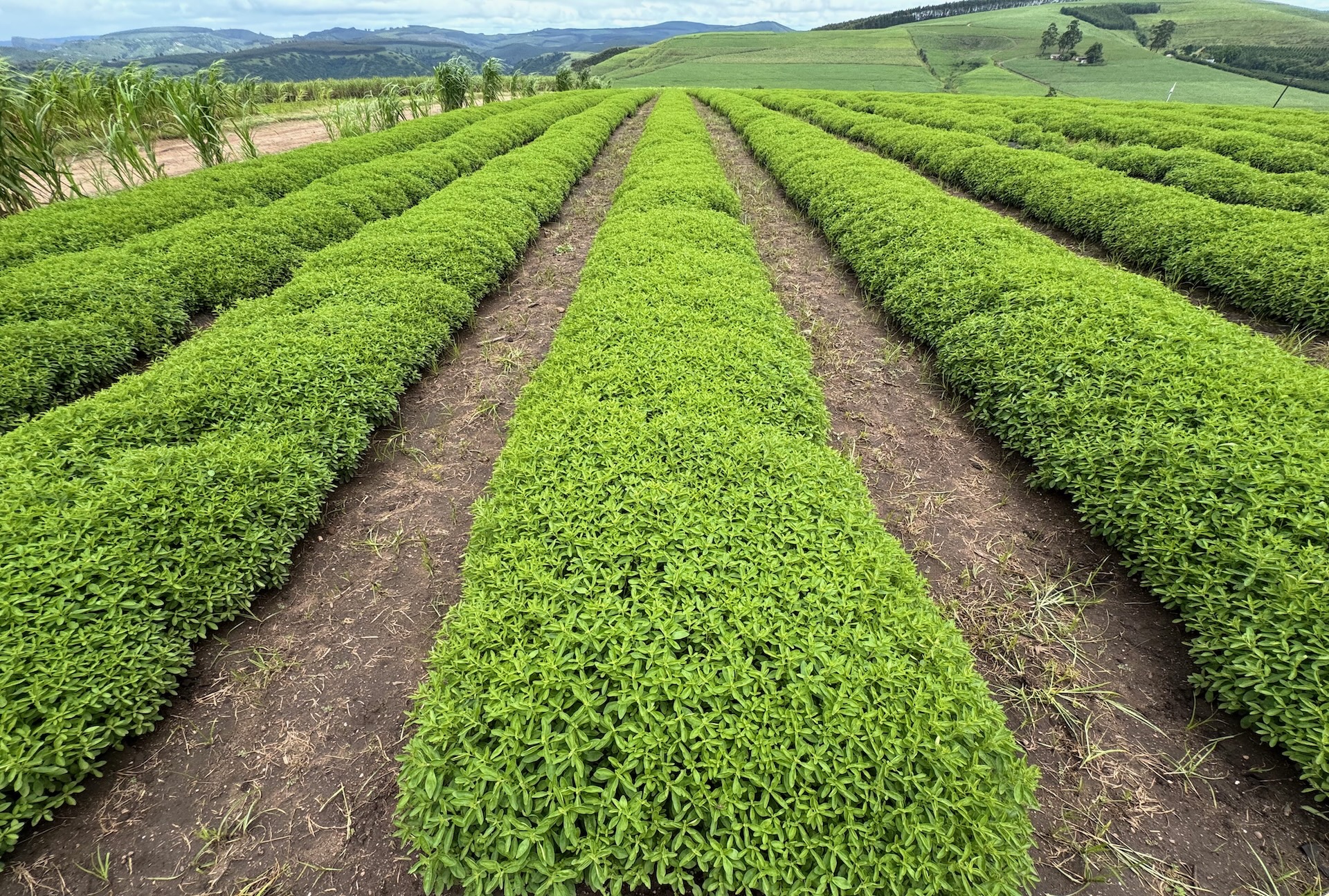 Premium stevia fields in South Africa with rows of green stevia plants under clear skies