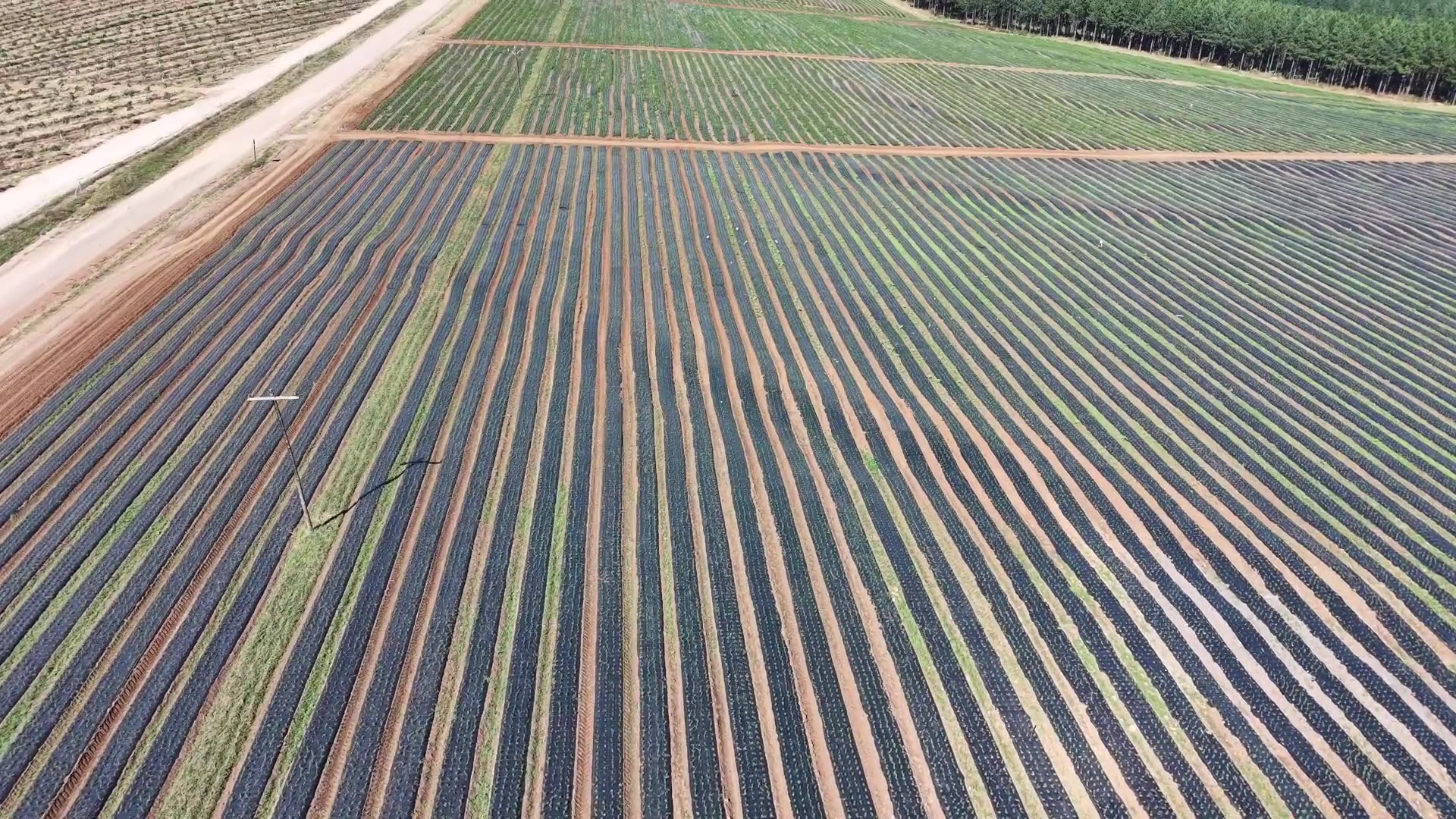 Aerial drone video over the Dixton farm and processing facility