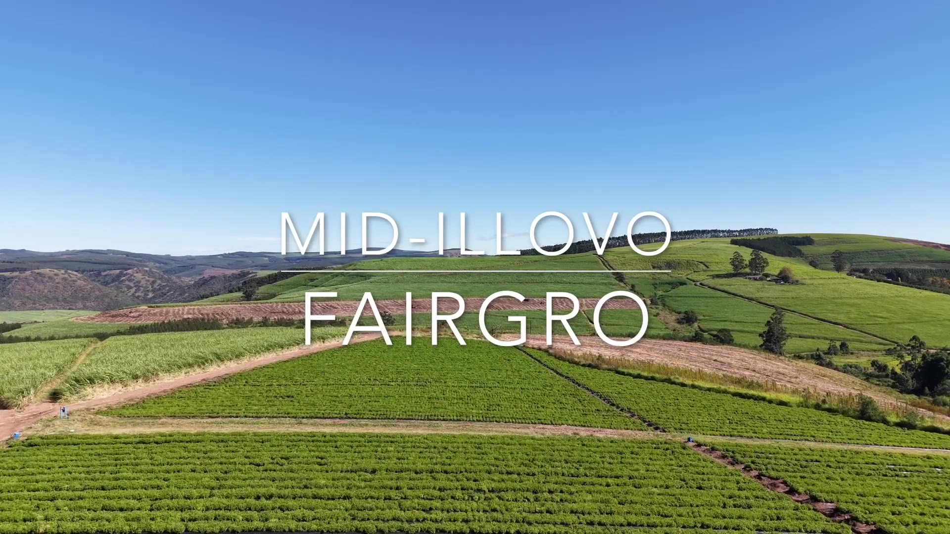 Aerial drone video over the FairGro stevia fields