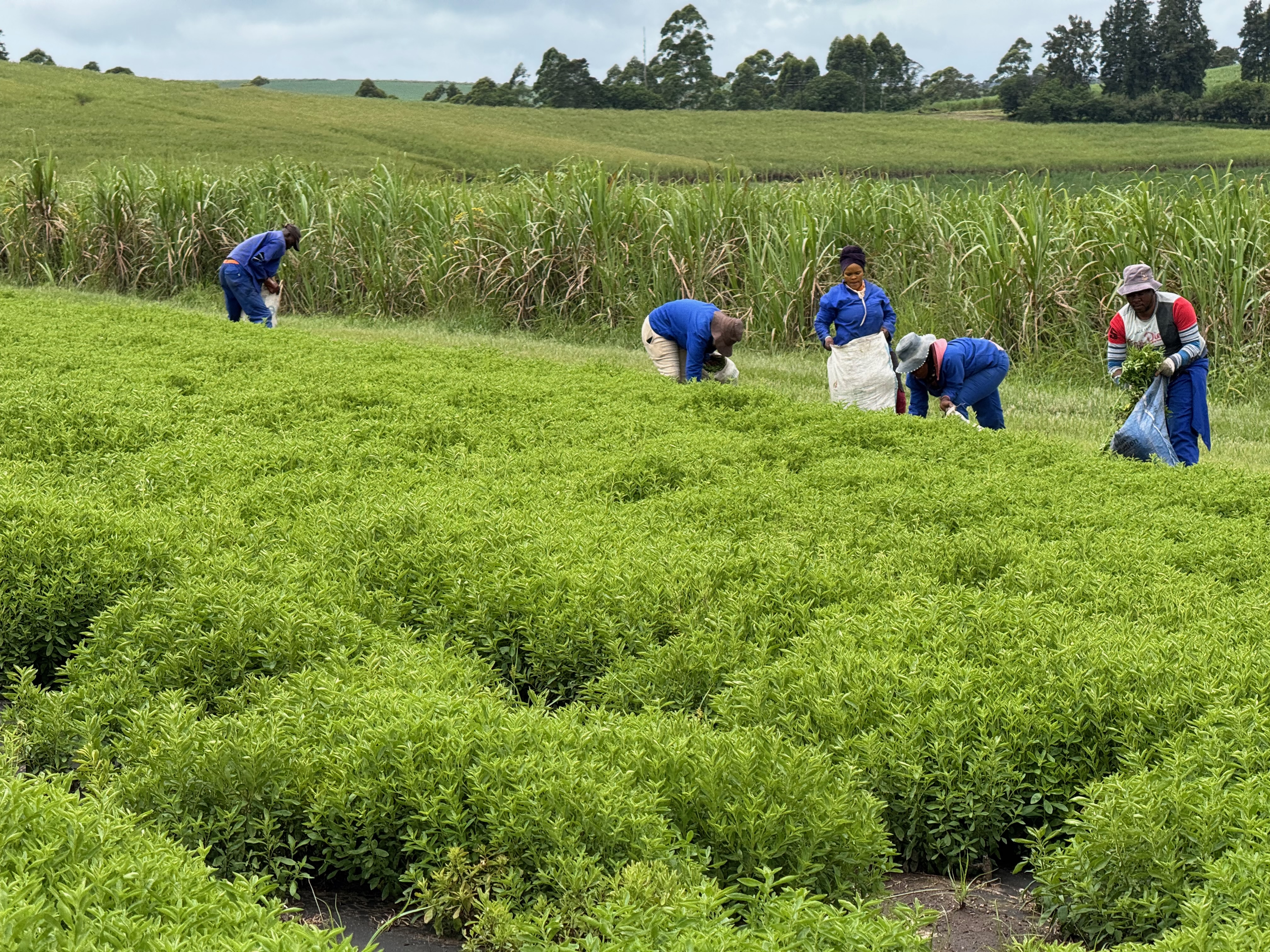 Sustainable stevia farming in South Africa