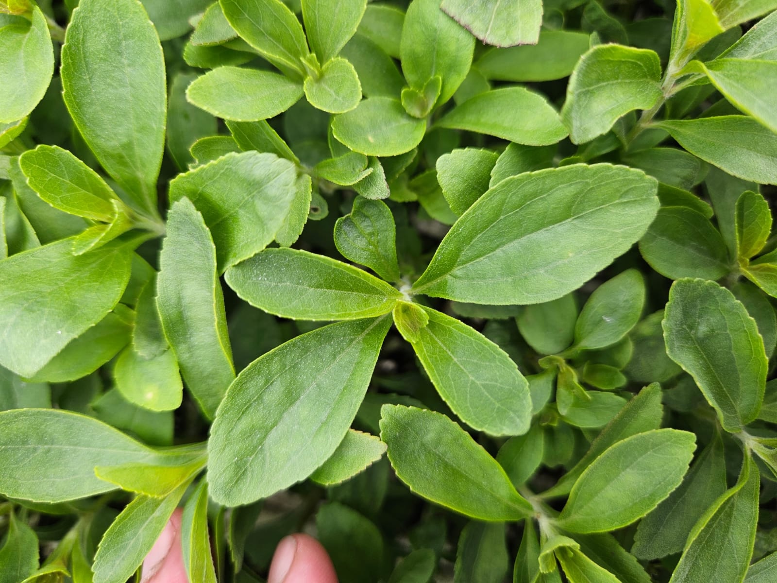 Close-up view of fresh green stevia leaves