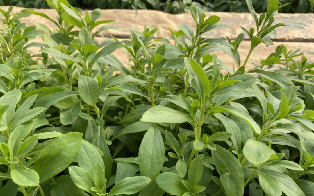 Why Should You Choose Stevia?